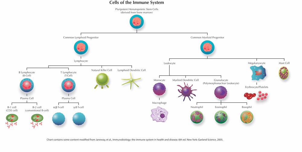 Immune System Cells Chart