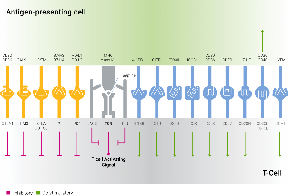 Co-signaling interactions in T cells