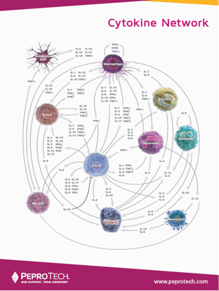 Picture of Cytokine Network Poster