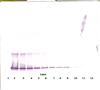 Anti-Human 4-1BB Ligand Western Blot Unreduced