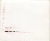 Anti-Human MCP-4 (CCL13) Western Blot Reduced