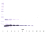 Anti-Human sTNF Receptor Type I Western Blot Reduced