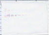Biotinylated Anti-Human sCD14 Western Blot Reduced