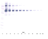 Biotinylated Anti-Human sCD22 Western Blot Unreduced