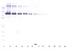 Biotinylated Anti-Human sCD22 Western Blot Reduced