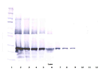 Biotinylated Anti-Human CTGFL/WISP-2 Western Blot Reduced