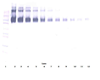 Biotinylated Anti-Human EGF Receptor (EGFR) Western Blot Unreduced