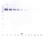 Biotinylated Anti-Human EGF Receptor (EGFR) Western Blot Reduced