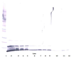 Biotinylated Anti-Human GRO-α/MGSA (CXCL1) Western Blot Reduced