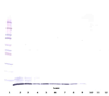 Biotinylated Anti-Human GRO-β (CXCL2) Western Blot Reduced