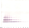 Biotinylated Anti-Human GRO-β (CXCL2) Western Blot Unreduced