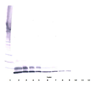 Biotinylated Anti-Human IGF-II Western Blot Reduced