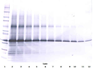 Biotinylated Anti-Human IGF-BP3 Western Blot Unreduced