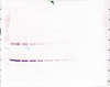 Biotinylated Anti-Murine IL-1α Western Blot Unreduced