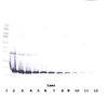 Biotinylated Anti-Human IL-1RA Western Blot Reduced