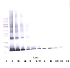Biotinylated Anti-Human IL-1RA Western Blot Unreduced