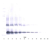 Biotinylated Anti-Human IL-2 Western Blot Unreduced