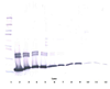 Biotinylated Anti-Murine IL-2 Western Blot Reduced