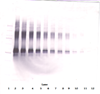 Biotinylated Anti-Rat IL-2 Western Blot Reduced