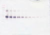 Biotinylated Anti-Human sIL-2 Receptor α Western Blot Unreduced