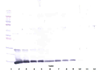 Biotinylated Anti-Murine IL-4 Western Blot Reduced