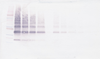  Biotinylated Anti-Human VEGF-B Western Blot Unreduced