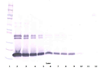 Biotinylated Anti-Human IL-10 Western Blot Reduced