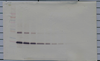 Biotinylated Anti-Human IL-11 Western Blot Unreduced 