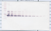 Biotinylated Anti-Human IL-17D Western Blot Unreduced