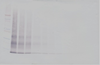 Biotinylated Anti-Human IL-15 Western Blot Unreduced