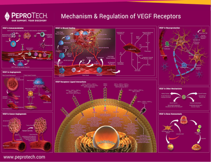 Mechanism & Regulation of VEGF Receptors Poster의 그림
