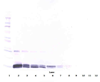 Biotinylated Anti-Human PlGF-1 Western Blot Reduced