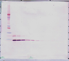 Biotinylated Anti-Human MIP-5 (CCL15) Western Blot Reduced