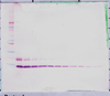 Biotinylated Anti-Human MIP-5 (CCL15) Western Blot Unreduced