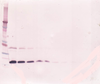 Biotinylated Anti-Human sTNF Receptor Type I Western Blot Reduced