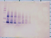 Biotinylated Anti-Human IGF-BP5 Western Blot Unreduced