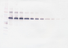 Biotinylated Anti-Murine IL-12 Western Blot Unreduced