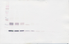 Biotinylated Anti-Human IL-31 Western Blot Reduced