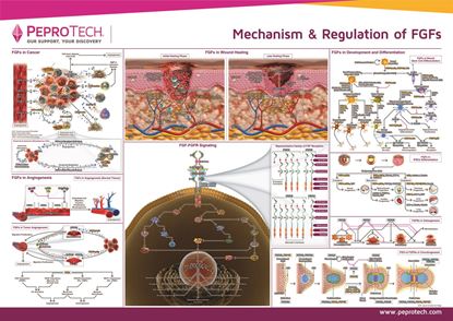 Picture of Mechanism & Regulation of FGFs
