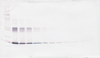 Biotinylated Anti-Human IL-6 (Polyclonal Rabbit) Western Blot Unreduced