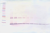 Biotinylated Anti-Murine IL-1β Western Blot Unreduced