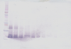 Biotinylated Anti-Human IFN-λ2 Western Blot Reduced