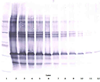 Biotinylated Anti-Human SCGF-beta Western Blot Reduced