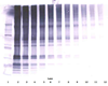 Biotinylated Anti-Human SCGF-beta Western Blot Unreduced