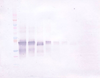Biotinylated Anti-Human IL-12 Western Blot Reduced	