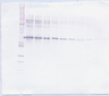 Biotinylated Anti-Human MMP-2 Western Blot Reduced