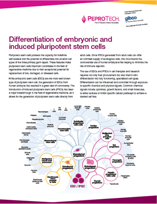 Picture of Differentiation of Embryonic and Induced Pluripotent Stem Cells