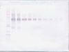 Biotinylated Anti-Human IL-12 Western Blot Unreduced