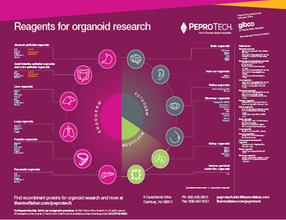 Picture of Organoids Poster