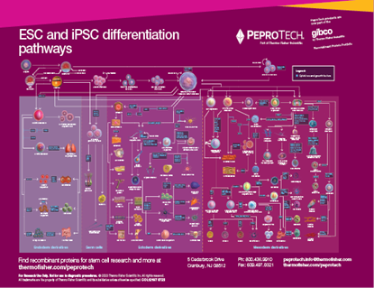 Picture of ESC & iPSC Differentiation Pathways Poster